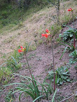 Eustephia coccinea (sin. Hippeastrum bicolor)