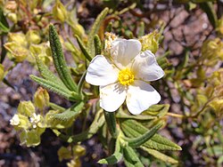 Cistus monspeliensis