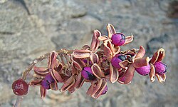 Stegnosperma cubense