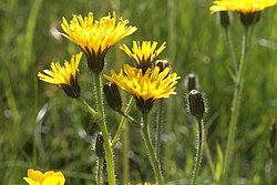 Willemetia stipitata