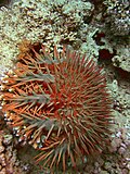 Acanthaster planci