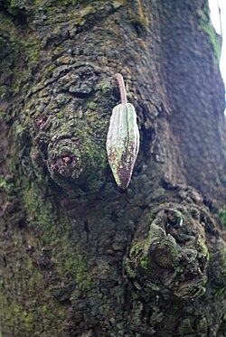 Kakaovac, Tabasco, Meksiko