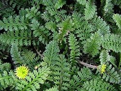 Leptinella squalida