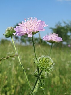 Knautia arvensis