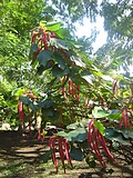 Acalypha hispida