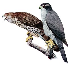 Jastreb, Accipiter gentilis