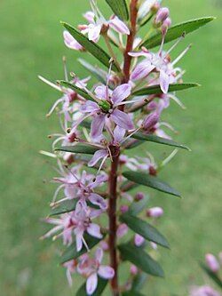 Agathosma ovata