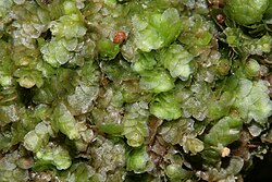 Calypogeia integristipula