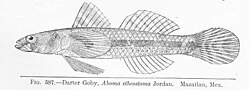 Aboma etheostoma