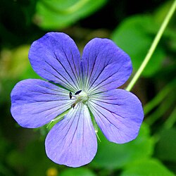 Geranium pratense