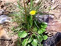 Taraxacum obovatum