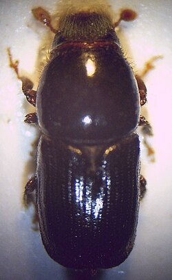 Scolytus ratzeburgi