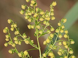 Cvijetovi slatkog pelina