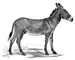 Nubihski divlji magarac