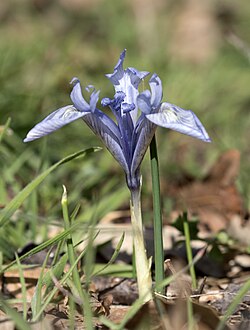 Iris histrio