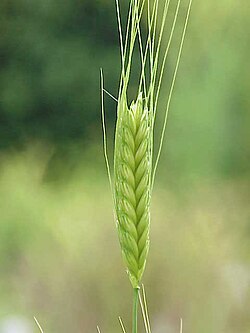 Triticum monococcum