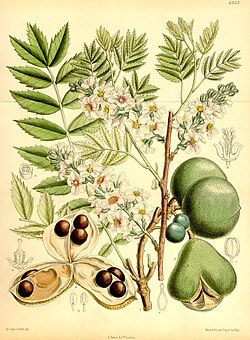 Xanthoceras sorbifolia