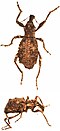 Anagotus helmsi