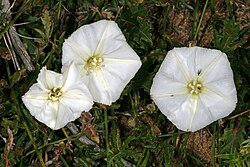 Convolvulus capensis