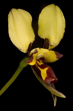 Diuris laxiflora