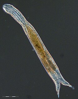 Diuronotus aspetos, porodica Muselliferidae.