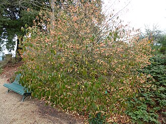 Euonymus fortunei var. vegatus