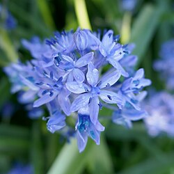 Hyacinthoides italica