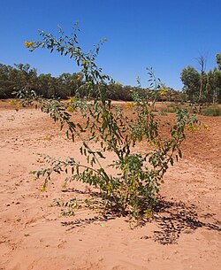 Nicotiana glauca