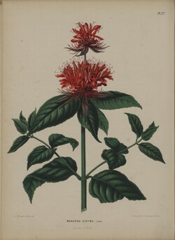 Monarda didyma