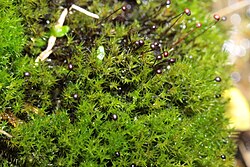 Catoscopium nigritum