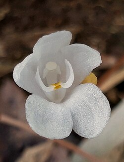 Didymoplexis pallens