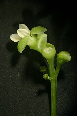 Grevea madagascariensis
