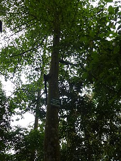 Gironniera subaequalis