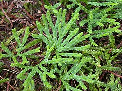 Diphasiastrum complanatum
