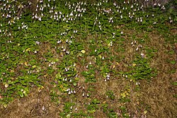 Linnaea borealis