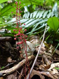 Sciaphila ledermannii