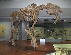 Prodeinotherium bavaricum