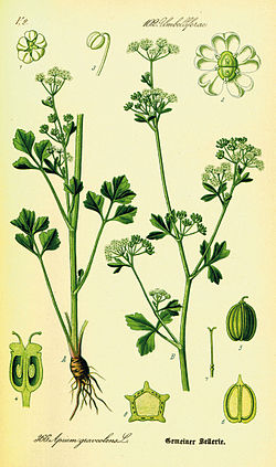 Apium graveolens