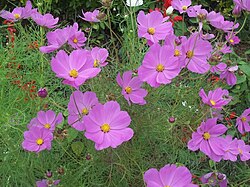 Cosmos bipinnatus