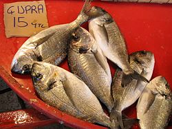 Komarča (Sparus aurata)