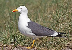 Larus fuscus graellsii