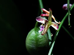 Acriopsis liliifolia