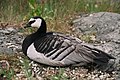 slika 3. Branta leucopsis