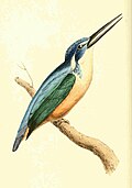 Alcedo semitorquata