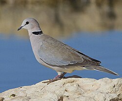 Streptopelia capicola