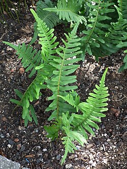 Polypodium vulgare ili obična oslad