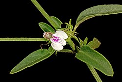 Pogonospermum divaricatum