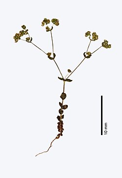 Radiola linoides, ilustracija