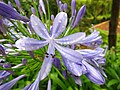 Agapanthus praecox