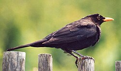 Mužjak kosa Datoteka:Amselrp.ogg